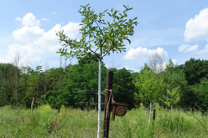 Obstbaum mit Temperaturschutz, Insektennisthilfe und Rindenmulch am 09.07.2021 Triftweg Frankfurt(Oder)